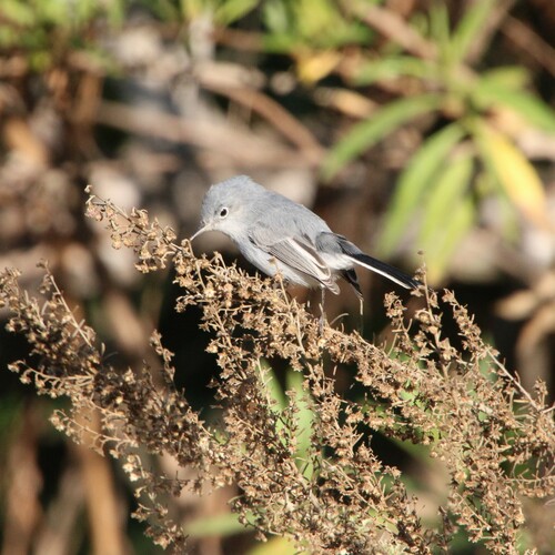 iNaturalist observation photo of Blue-gray Gnatcatcher