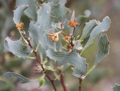 Hakea undulata