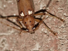 Eburia