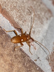 Eburia