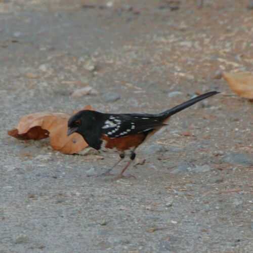 iNaturalist observation photo of Spotted Towhee