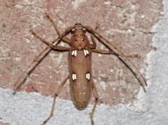 Eburia