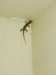 Hemidactylus frenatus