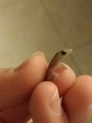 Hemidactylus frenatus