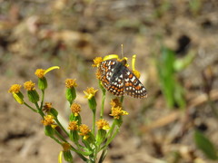Euphydryas editha bingi
