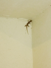 Hemidactylus frenatus