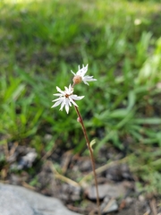 Lithophragma glabrum