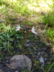 Lithophragma glabrum