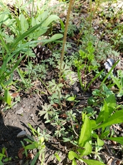 Lithophragma glabrum