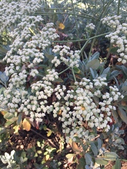 Eriogonum giganteum