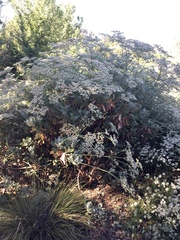 Eriogonum giganteum