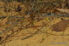 Marasmodes
