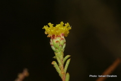 Marasmodes