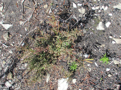 Indigofera langebergensis