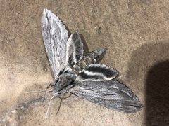 Sphinx chersis