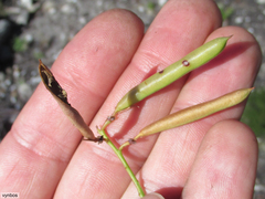 Indigofera langebergensis