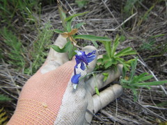 Delphinium depauperatum