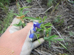 Delphinium depauperatum