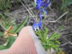 Delphinium depauperatum
