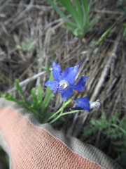 Delphinium depauperatum