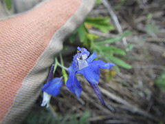 Delphinium depauperatum
