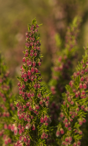 Erica lusitanica