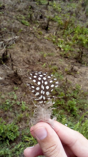 Perlička bodkovaná (Numida meleagris)