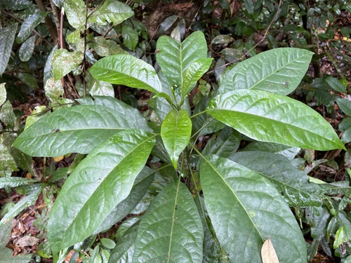 Solanum viride observed 2024-11-22