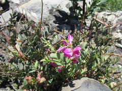Indigofera langebergensis