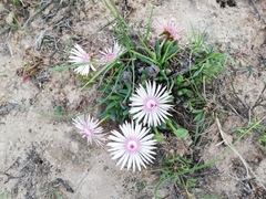 Acrodon bellidiflorus