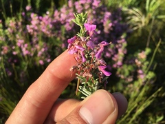 Indigofera sulcata
