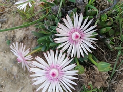Acrodon bellidiflorus
