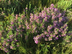 Indigofera sulcata