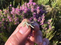 Indigofera sulcata