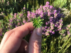 Indigofera sulcata