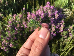 Indigofera sulcata