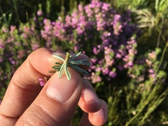Indigofera sulcata