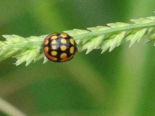 Sulfurous Lady Beetle