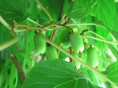 Actinidia kolomikta