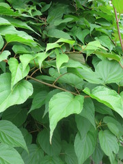 Actinidia kolomikta