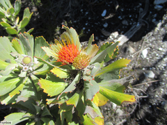 Leucospermum mundii