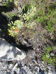 Leucospermum mundii