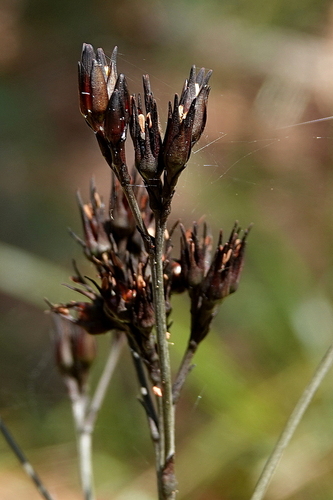 Image of Haemodorum brevistylum by (c) Max Campbell, some rights reserved (CC BY)