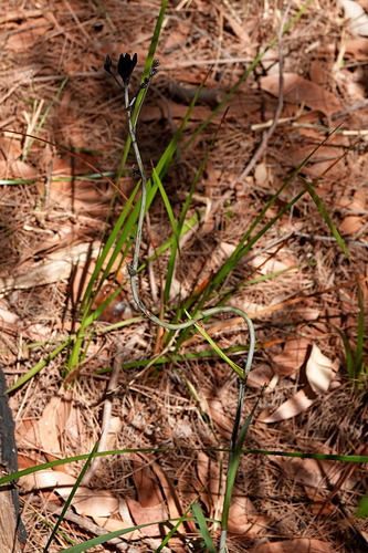 Image of Haemodorum brevistylum by (c) Max Campbell, some rights reserved (CC BY)