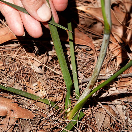 Image of Haemodorum brevistylum by (c) Max Campbell, some rights reserved (CC BY)
