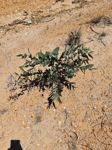 Image of Eucalyptus neutra by (c) Belinda Forbes, some rights reserved (CC BY)