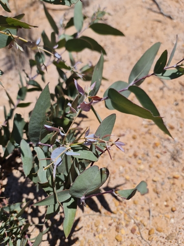 Image of Eucalyptus neutra by (c) Belinda Forbes, some rights reserved (CC BY)