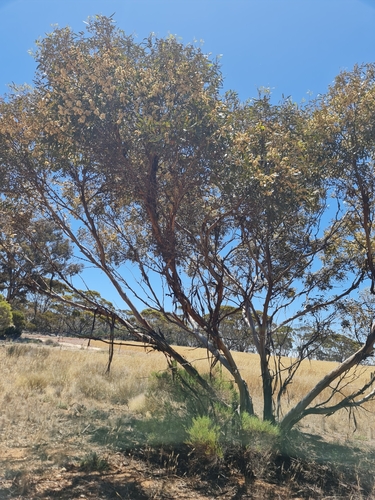 Image of Capped Mallee by (c) Belinda Forbes, some rights reserved (CC BY)