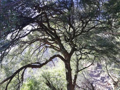 Maytenus acuminata