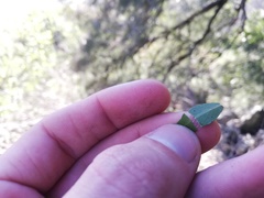 Maytenus acuminata